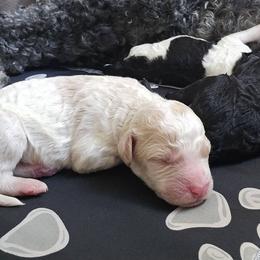 Assorted Doodle Crosses, Poodle, and Schnoodle Puppies from Gaga's Doodles