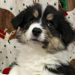 Weller - Pembroke Welsh Corgi puppy from Triple T Corgis