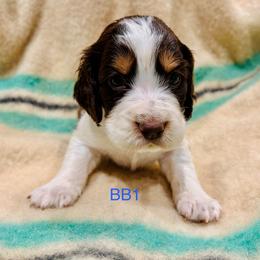 BB1 - Liver white and tan male English Springer Spaniel puppy in Britton, South Dakota from K&S Canines