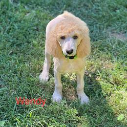 Wendy - Poodle puppy from Shepherd's Run Aussies and Poodles