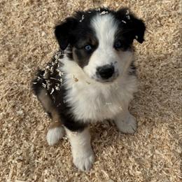 Trinity - Black tri-color female Australian Shepherd puppy in Ellensburg, Washington from Creekside Aussies