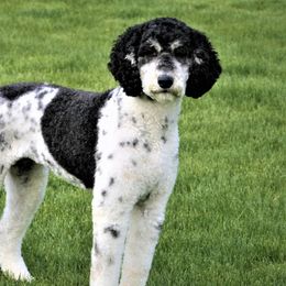Grace - Poodle