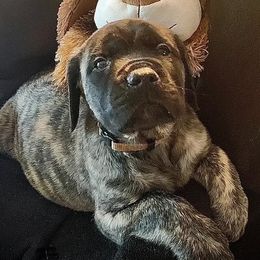 Mastiff Puppies from Eagle Pond Mastiffs