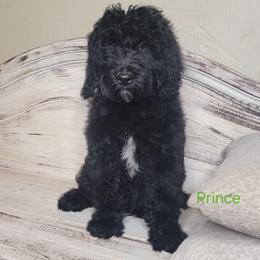 Prince (Green Collar) - Black male Goldendoodle puppy in Scurry, Texas from 07 Seven Oaks Goldens and Doodles