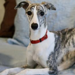 Whippet puppies from Rogue Mountain Manor