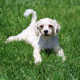 Lacee - Cavapoo