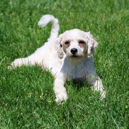 Lacee - Cavapoo