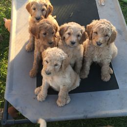 Goldendoodle Puppies from JEM’s doodles