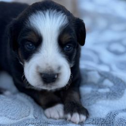 Argos - Black and white male Aussiedoodle puppy in Hempstead, Texas from Young Gun Aussies