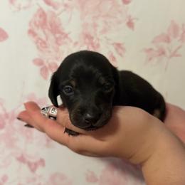 Rusty - Black and tan male Dachshund puppy in Weatherford, Texas from Darling Doxies