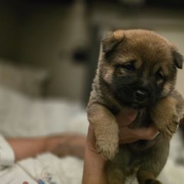 Temporarily named Shawn - Sesame male Shiba Inu puppy in Iowa from Pineapple Kennels