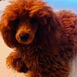 Cavapoo puppies from Ruby Heirloom Companions
