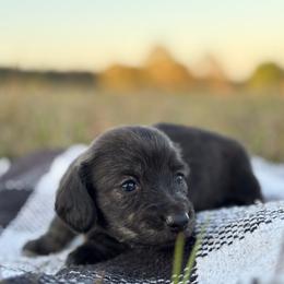 Brindle female - Brindle female Dachshund puppy in Crestview, Florida from Neverending Dachies