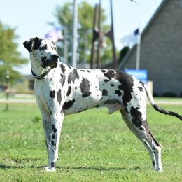 Bruce - Great Dane