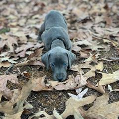 Mountain Cur Puppies from Lost Forty Kennels