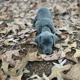Mountain Cur Puppies from Lost Forty Kennels