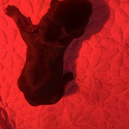 Black Collar (F) - Black and rust female Rottweiler puppy in San Antonio, Texas from VHWilliamsRottweilers