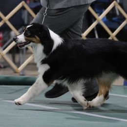Australian Shepherds and Miniature Australian Shepherds from Ridgestar Aussies
