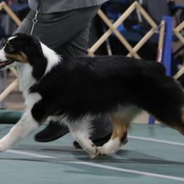 Australian Shepherds and Miniature Australian Shepherds from Ridgestar Aussies