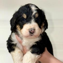 Blossom - Tri-color female Bernedoodle puppy in Beecher, Illinois from Erica’s Doodles