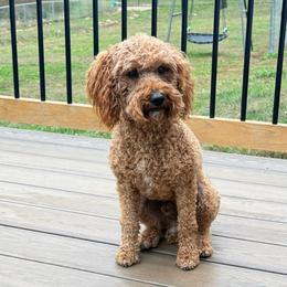 Cooper - Poodle