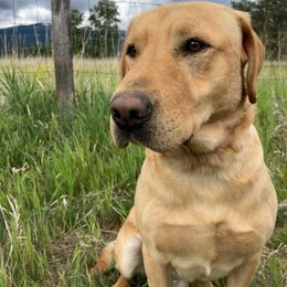 Labrador Retriever Puppies from Darby Trim's Labrador Retrievers