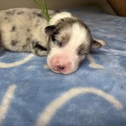 Australian Shepherd Puppies from Good Karma Aussies