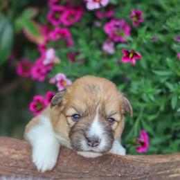 Bandit - Sable male Pembroke Welsh Corgi puppy in Caliente, California from Rafter Cross 7