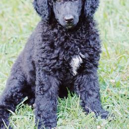 Australian Labradoodle and Poodle Puppies from Hunter Farm
