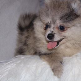 Pomeranian Puppies from MD Bella Pomeranian