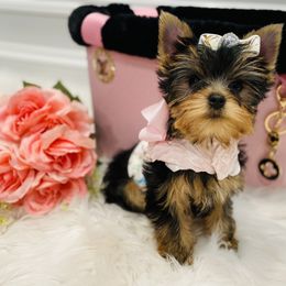 Yorkshire Terrier Puppies from Green Mountain Designer Yorkies