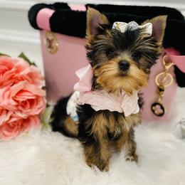 Yorkshire Terrier Puppies from Green Mountain Designer Yorkies