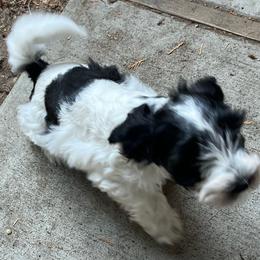 Jasper - Parti male Miniature Schnauzer puppy in Port Orchard, Washington from Silver Bells Miniature Schnauzers