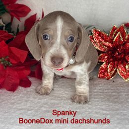 Spanky (maroon collar) - Fawn (isabella) and cream male Dachshund puppy in Lexington, Oklahoma from BooneDox Miniature Dachshunds
