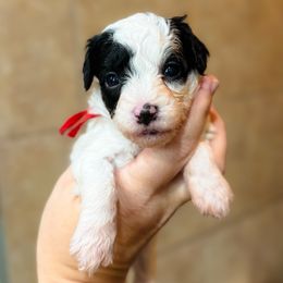 Hayride - Black and white female Sheepadoodle puppy in Wharton, Texas from Little Fur Friends
