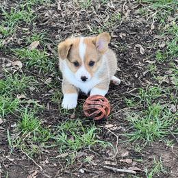 Budro - Sable male Pembroke Welsh Corgi puppy in Millsap, Texas from Punchy Pembroke Ranch