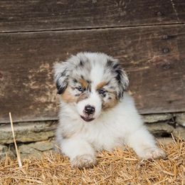 Australian Shepherd Puppies from Kristi Speck