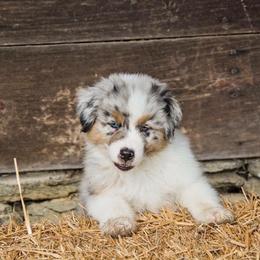 Australian Shepherd Puppies from Kristi Speck