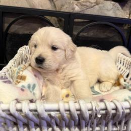 Disney - Light golden male Golden Retriever puppy in Baldwin Park, California from Mountain Valley Retrievers