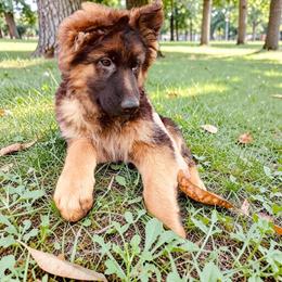 Conway - Black and red male German Shepherd puppy in Vintondale, Pennsylvania from Causey's Critters