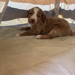 Apricot abstract girl with brown nose - Gold Labradoodle puppy in Pollock Pines, California from Goindoodles