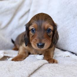 Samson - Red male Dachshund puppy in El Dorado Hills, California from Golden Hill Dachshunds