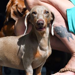 Willow - Dachshund
