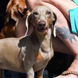 Willow - Dachshund