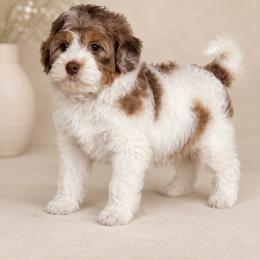 Kai - Brown male Cavapoo puppy in Floyd, Virginia from Hearts and Paws Poodles and Doodles