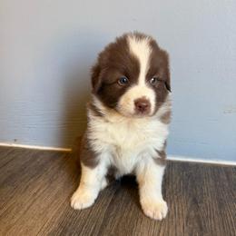 Red bi - Red & white female Australian Shepherd puppy in Wittmann, Arizona from Wranglin Farms