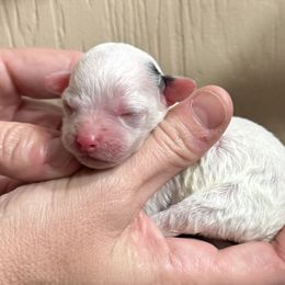 Sarah - Black & white female Maltipoo puppy in Mabelvale, Arkansas from Durham's Designer Poos