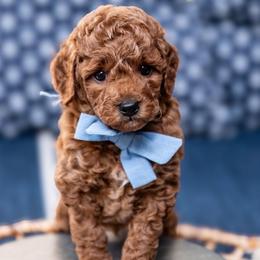 Beau - Red  male Goldendoodle puppy in Lumberton, Mississippi from SouthernDoodlebug/ Utah Doodlebug