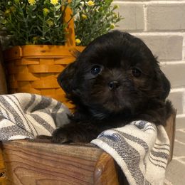 Boy 2 - Black male Shih Tzu puppy in Lexington, North Carolina from SCS Shih Tzus