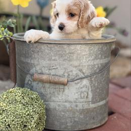 Boudreaux - Buff and white male Cockapoo puppy in Alexandria, Alabama from Bright and Beautiful Cockapoos and Doodles